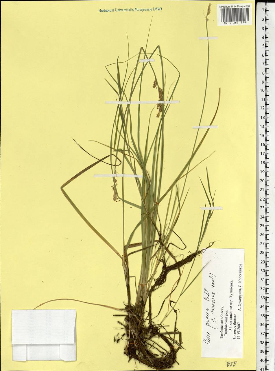 Carex canescens subsp. canescens, Eastern Europe, Central forest-and-steppe region (E6) (Russia)