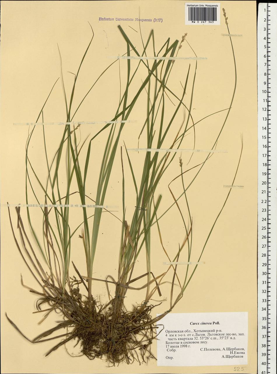 Carex canescens subsp. canescens, Eastern Europe, Central forest-and-steppe region (E6) (Russia)