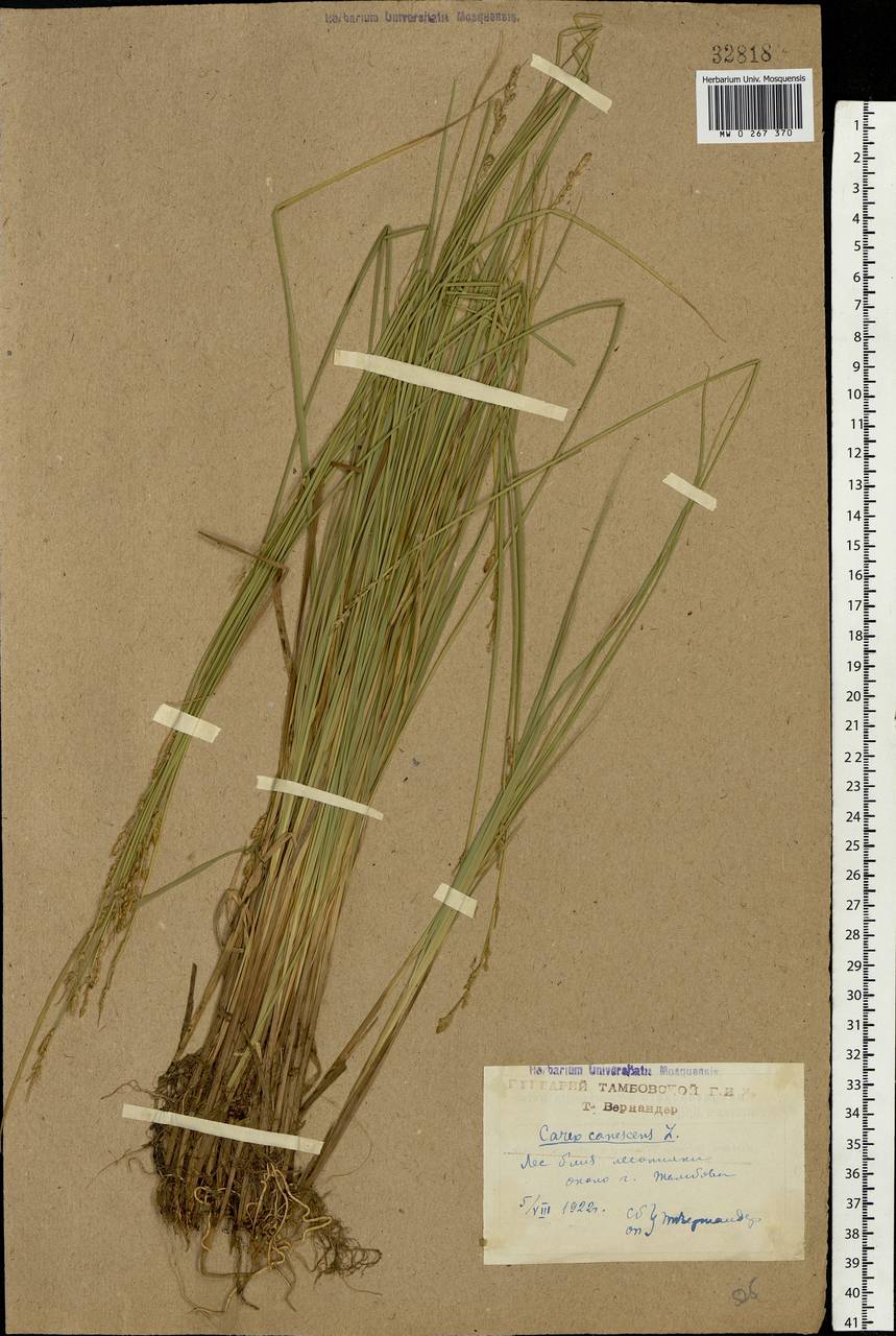 Carex canescens subsp. canescens, Eastern Europe, Central forest-and-steppe region (E6) (Russia)