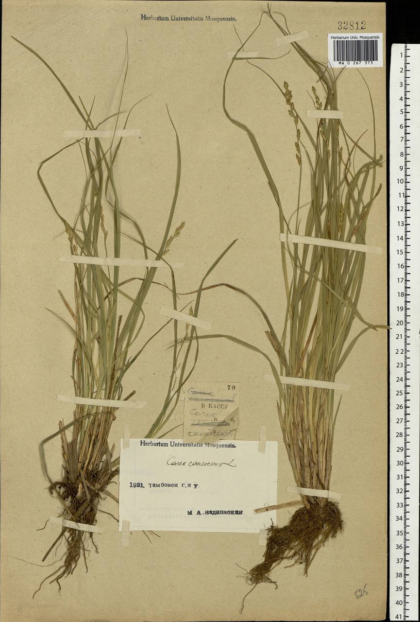 Carex canescens subsp. canescens, Eastern Europe, Central forest-and-steppe region (E6) (Russia)