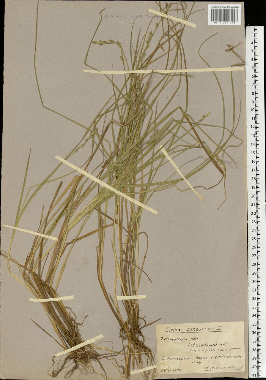 Carex canescens subsp. canescens, Eastern Europe, Central forest region (E5) (Russia)
