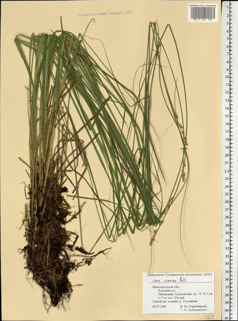 Carex canescens subsp. canescens, Eastern Europe, Volga-Kama region (E7) (Russia)