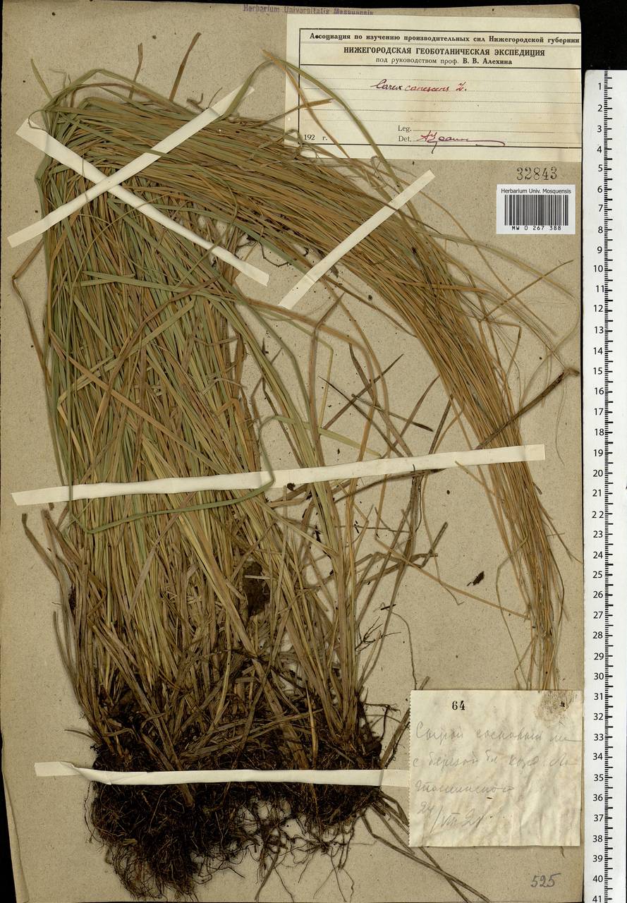 Carex canescens subsp. canescens, Eastern Europe, Volga-Kama region (E7) (Russia)