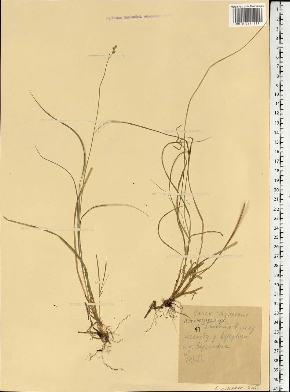 Carex canescens subsp. canescens, Eastern Europe, Volga-Kama region (E7) (Russia)