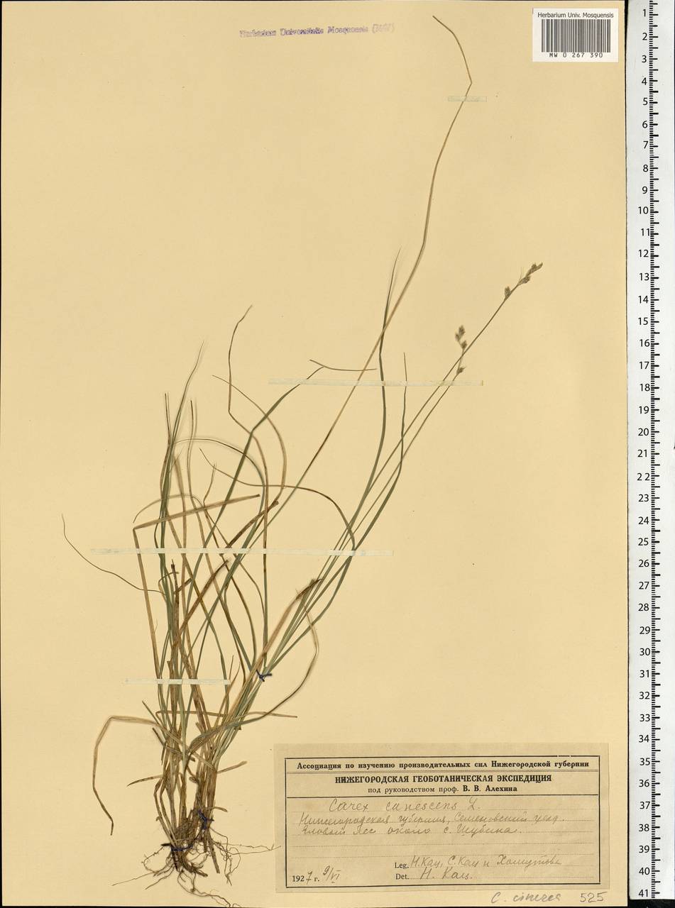 Carex canescens subsp. canescens, Eastern Europe, Volga-Kama region (E7) (Russia)