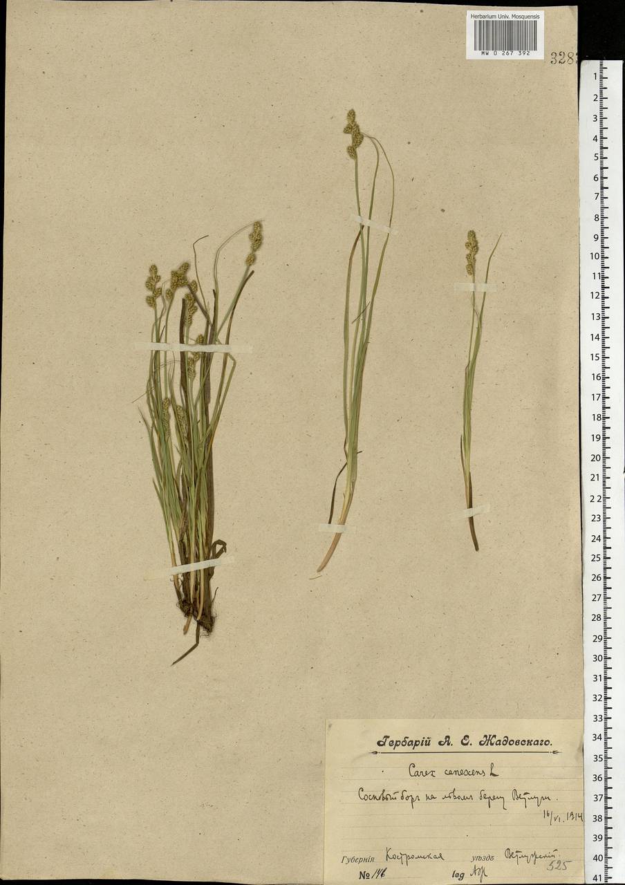 Carex canescens subsp. canescens, Eastern Europe, Volga-Kama region (E7) (Russia)