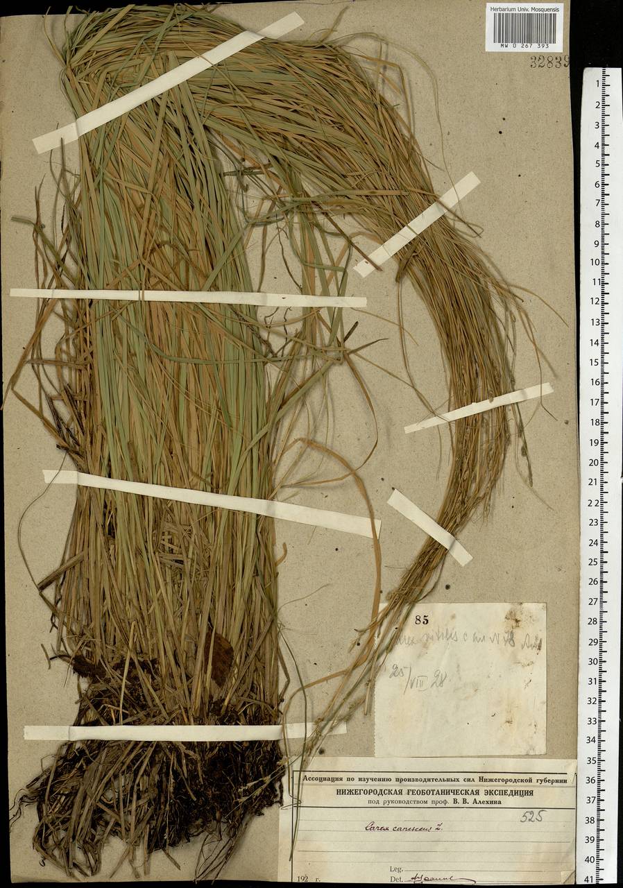 Carex canescens subsp. canescens, Eastern Europe, Volga-Kama region (E7) (Russia)