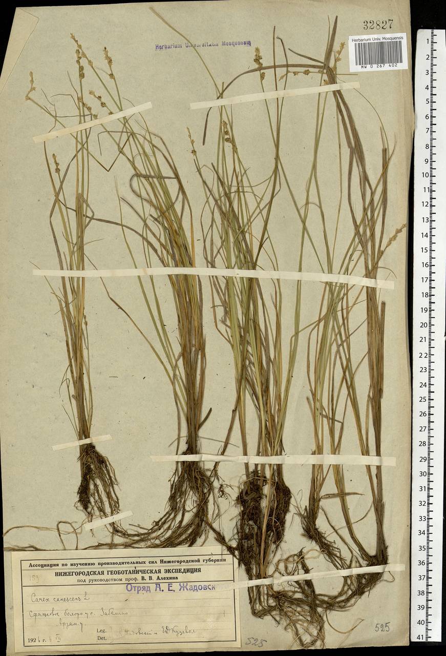 Carex canescens subsp. canescens, Eastern Europe, Volga-Kama region (E7) (Russia)