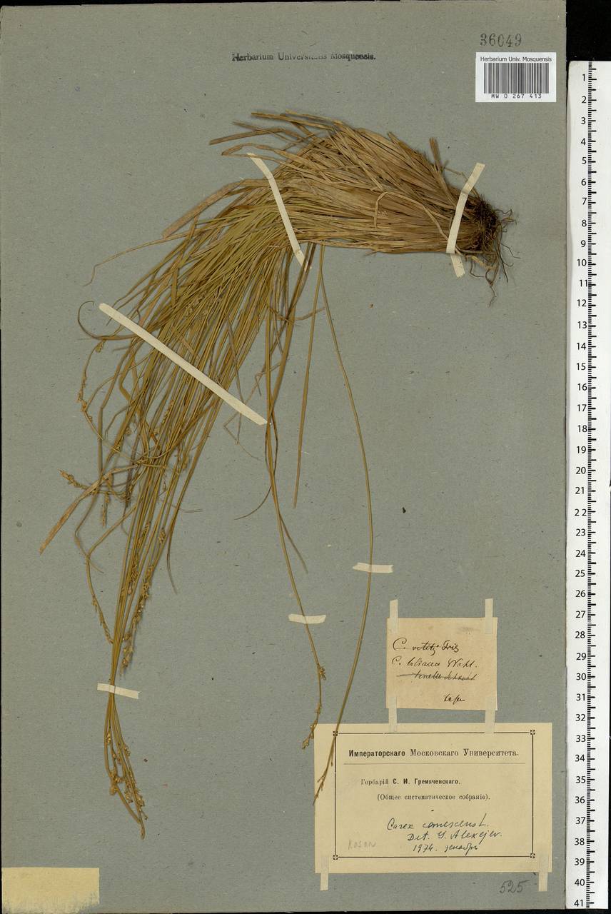 Carex canescens subsp. canescens, Eastern Europe, Middle Volga region (E8) (Russia)