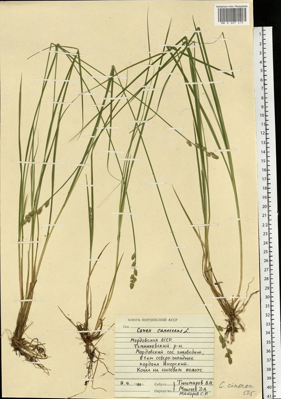 Carex canescens subsp. canescens, Eastern Europe, Middle Volga region (E8) (Russia)