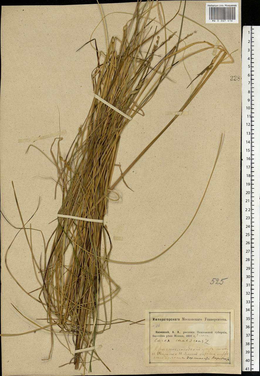 Carex canescens subsp. canescens, Eastern Europe, Middle Volga region (E8) (Russia)