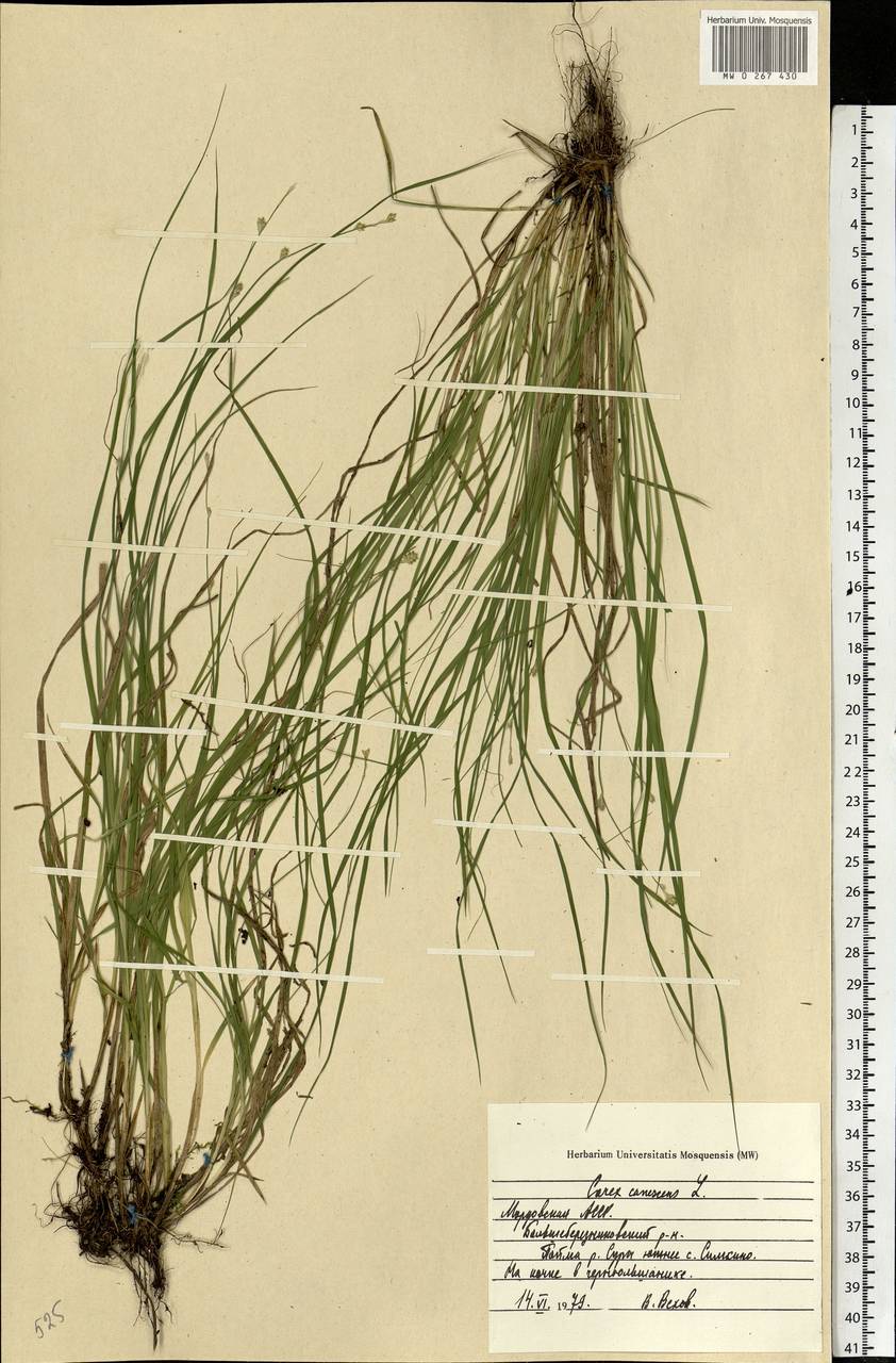 Carex canescens subsp. canescens, Eastern Europe, Middle Volga region (E8) (Russia)