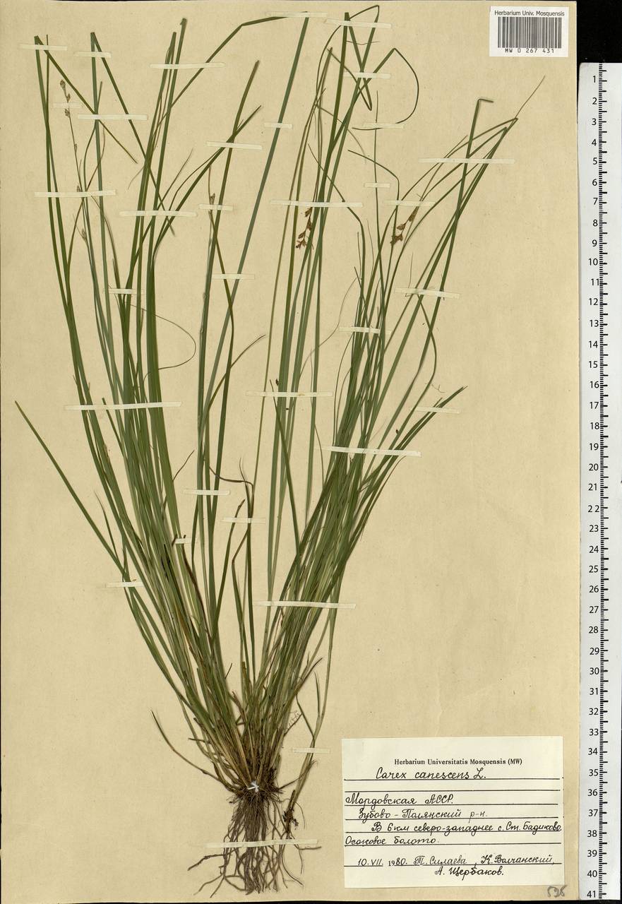 Carex canescens subsp. canescens, Eastern Europe, Middle Volga region (E8) (Russia)