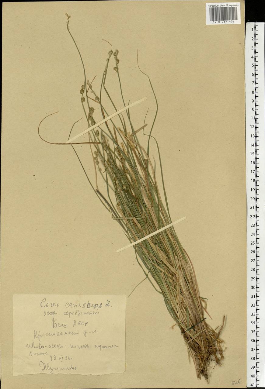 Carex canescens subsp. canescens, Eastern Europe, Eastern region (E10) (Russia)