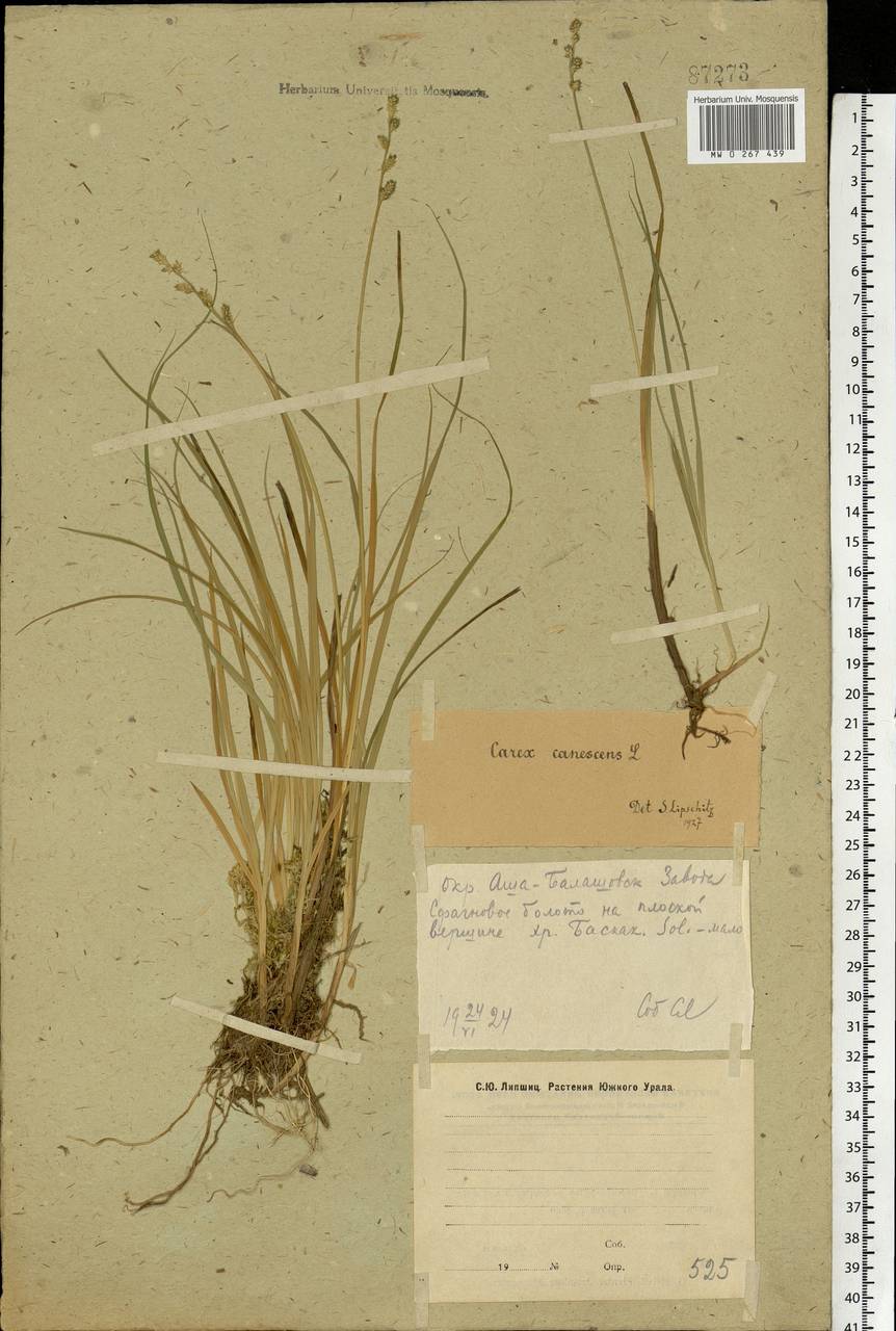 Carex canescens subsp. canescens, Eastern Europe, Eastern region (E10) (Russia)