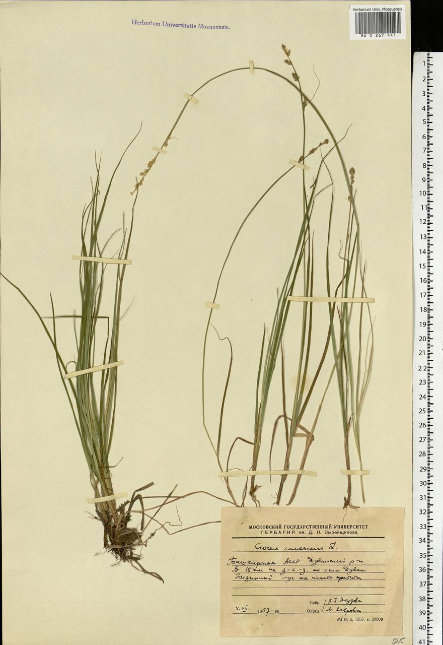 Carex canescens subsp. canescens, Eastern Europe, Eastern region (E10) (Russia)