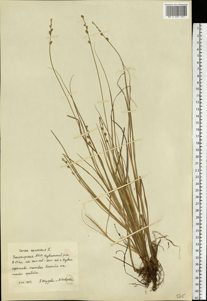 Carex canescens subsp. canescens, Eastern Europe, Eastern region (E10) (Russia)