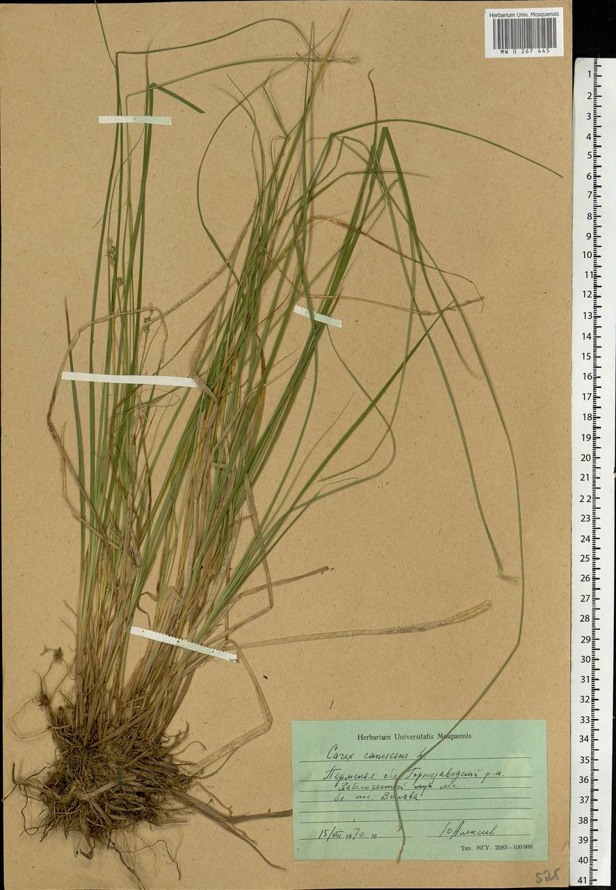 Carex canescens subsp. canescens, Eastern Europe, Eastern region (E10) (Russia)