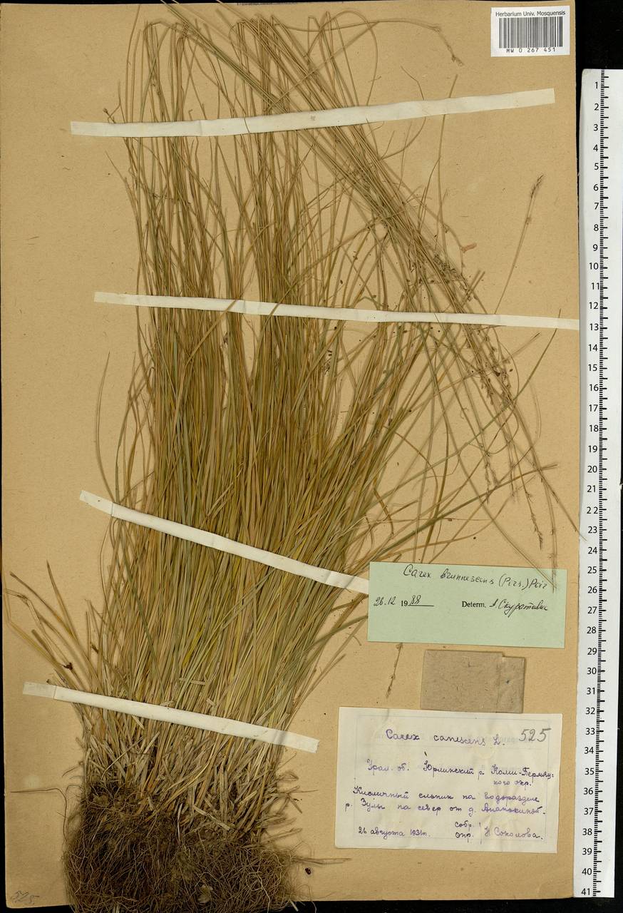 Carex canescens subsp. canescens, Eastern Europe, Eastern region (E10) (Russia)