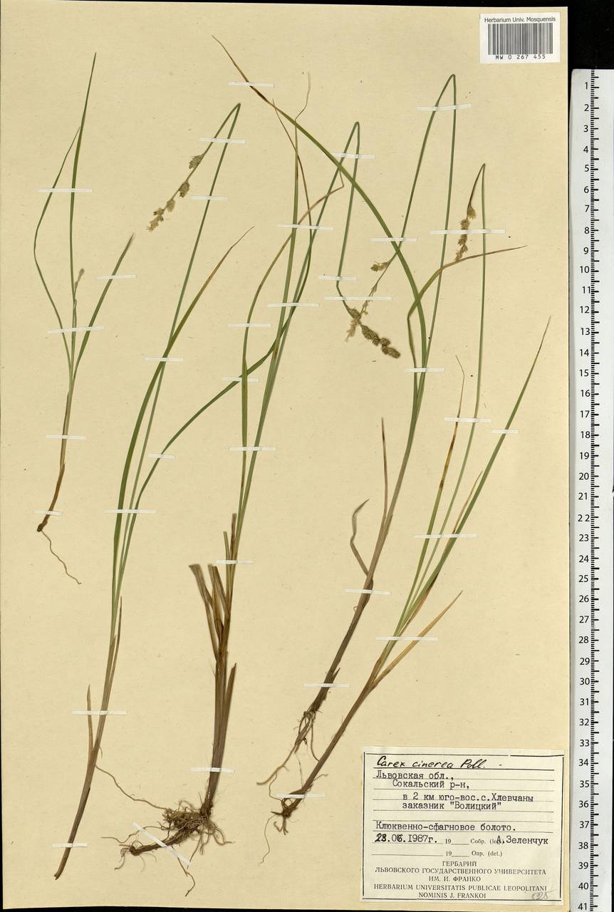 Carex canescens subsp. canescens, Eastern Europe, West Ukrainian region (E13) (Ukraine)
