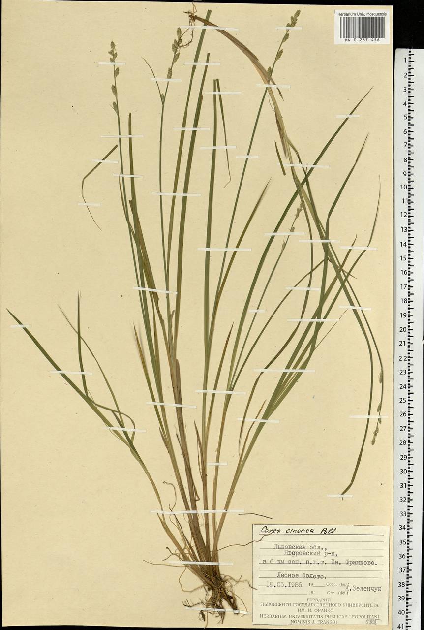 Carex canescens subsp. canescens, Eastern Europe, West Ukrainian region (E13) (Ukraine)