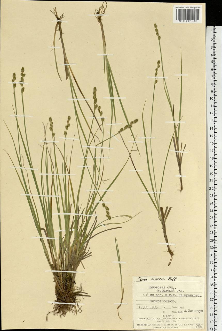 Carex canescens subsp. canescens, Eastern Europe, West Ukrainian region (E13) (Ukraine)