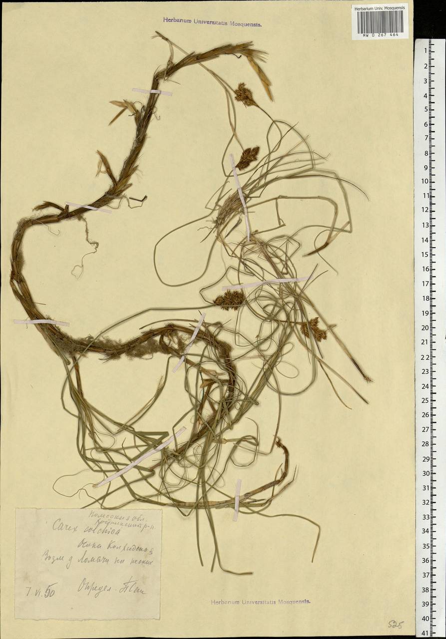 Carex colchica J.Gay, Eastern Europe, Belarus (E3a) (Belarus)