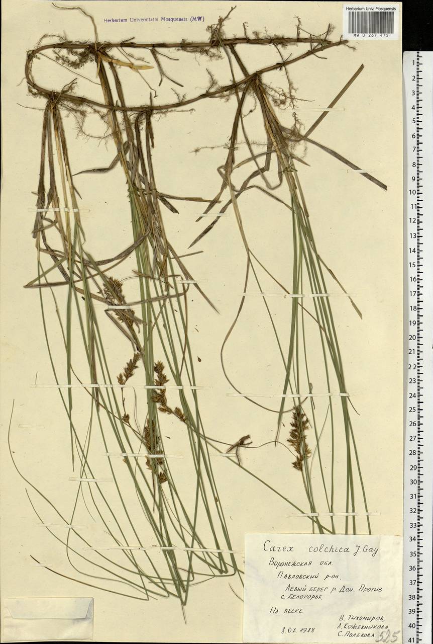 Carex colchica J.Gay, Eastern Europe, Central forest-and-steppe region (E6) (Russia)