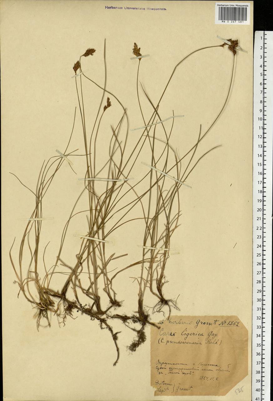 Carex colchica J.Gay, Eastern Europe, Central forest-and-steppe region (E6) (Russia)