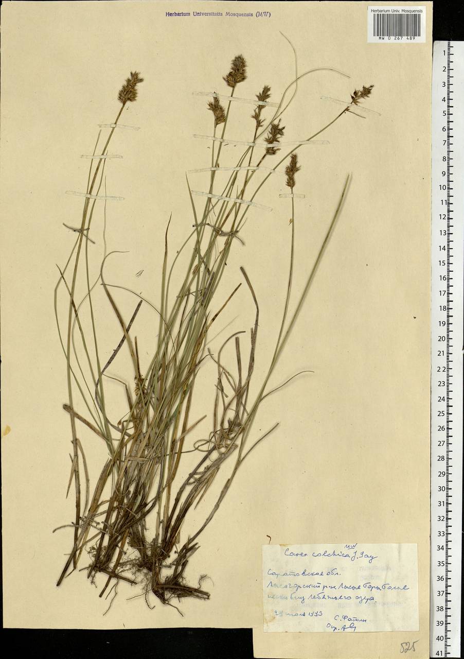 Carex colchica J.Gay, Eastern Europe, Lower Volga region (E9) (Russia)