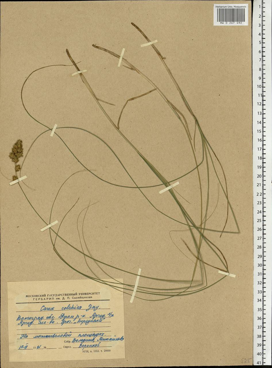 Carex colchica J.Gay, Eastern Europe, Lower Volga region (E9) (Russia)