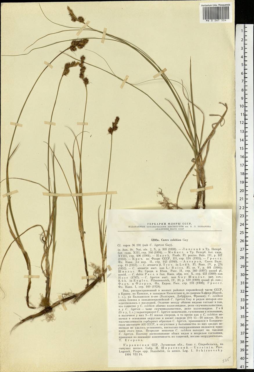 Carex colchica J.Gay, Eastern Europe, North Ukrainian region (E11) (Ukraine)