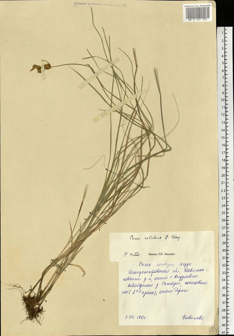 Carex colchica J.Gay, Eastern Europe, South Ukrainian region (E12) (Ukraine)