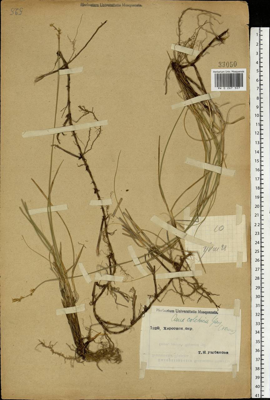 Carex colchica J.Gay, Eastern Europe, South Ukrainian region (E12) (Ukraine)