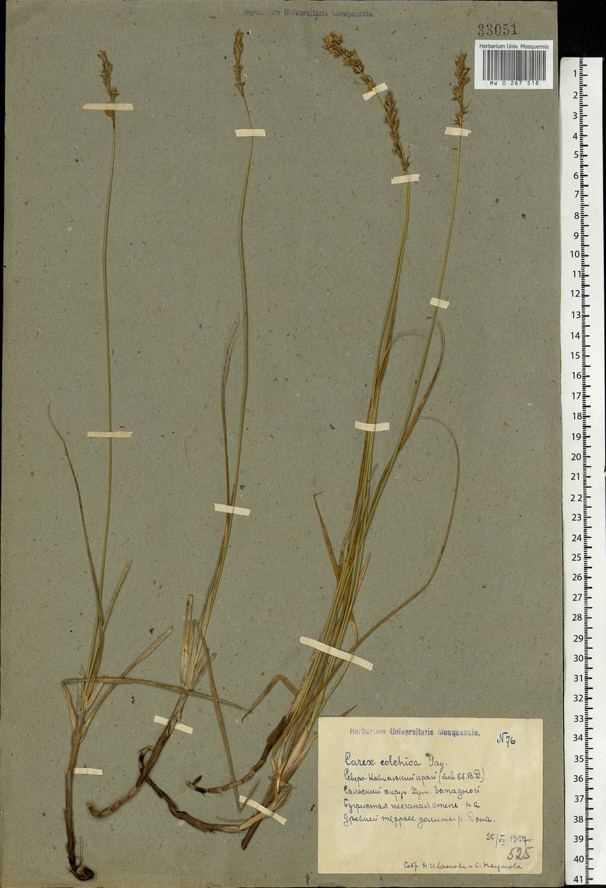 Carex colchica J.Gay, Eastern Europe, Rostov Oblast (E12a) (Russia)