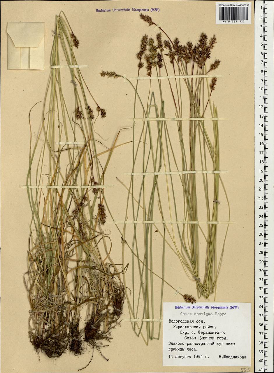 Carex spicata subsp. spicata, Eastern Europe, Northern region (E1) (Russia)