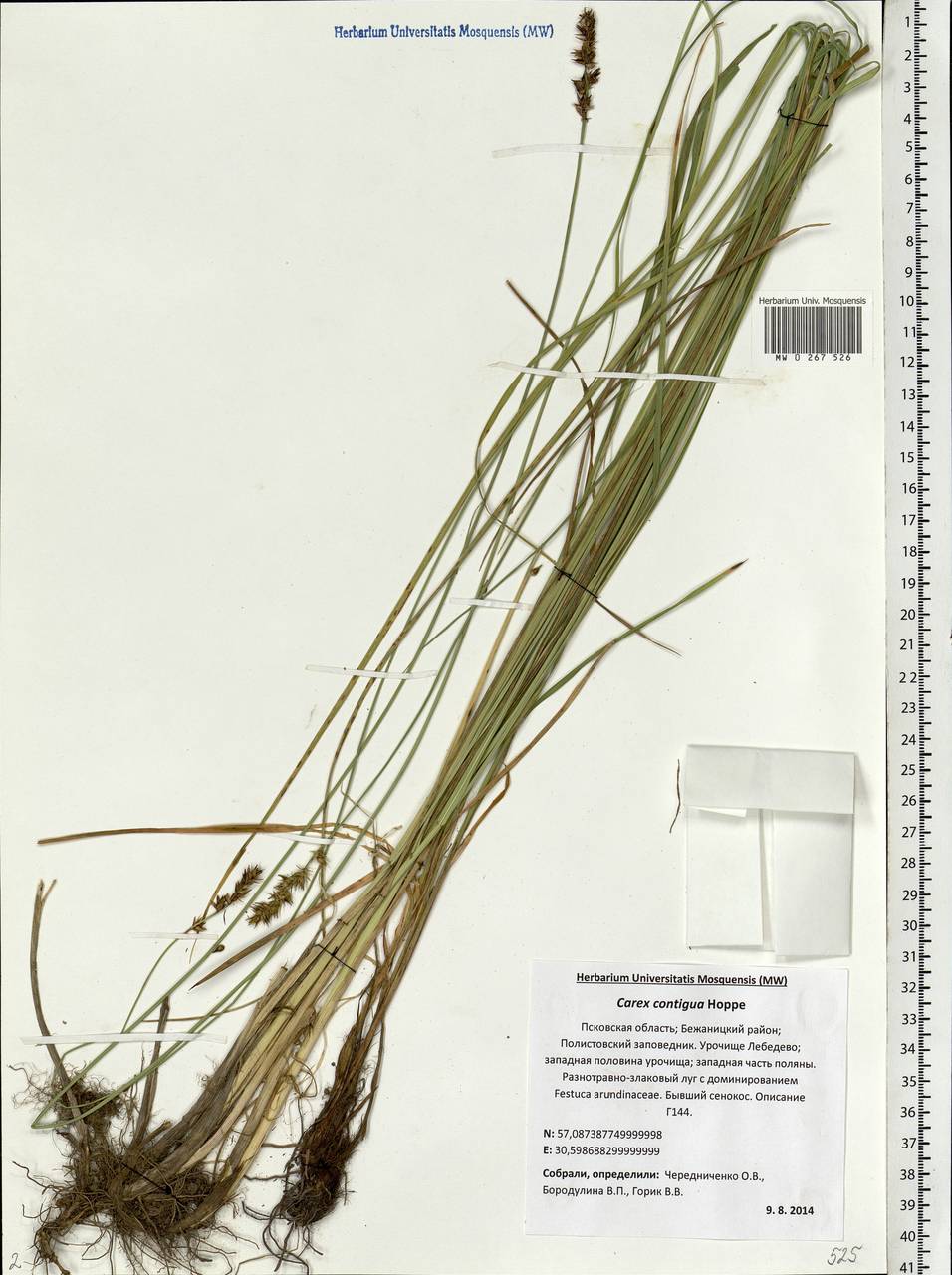 Carex spicata subsp. spicata, Eastern Europe, North-Western region (E2) (Russia)