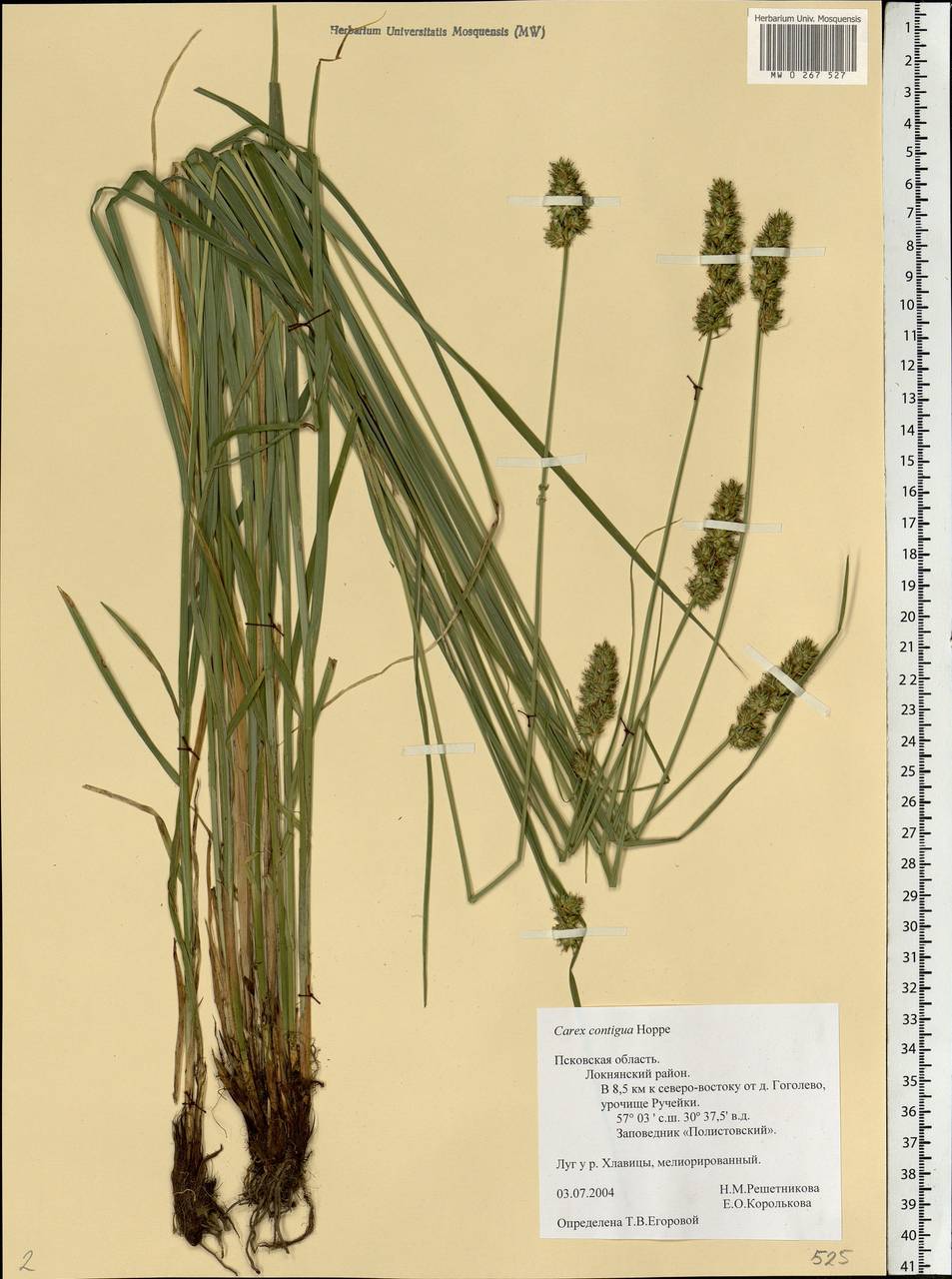 Carex spicata subsp. spicata, Eastern Europe, North-Western region (E2) (Russia)
