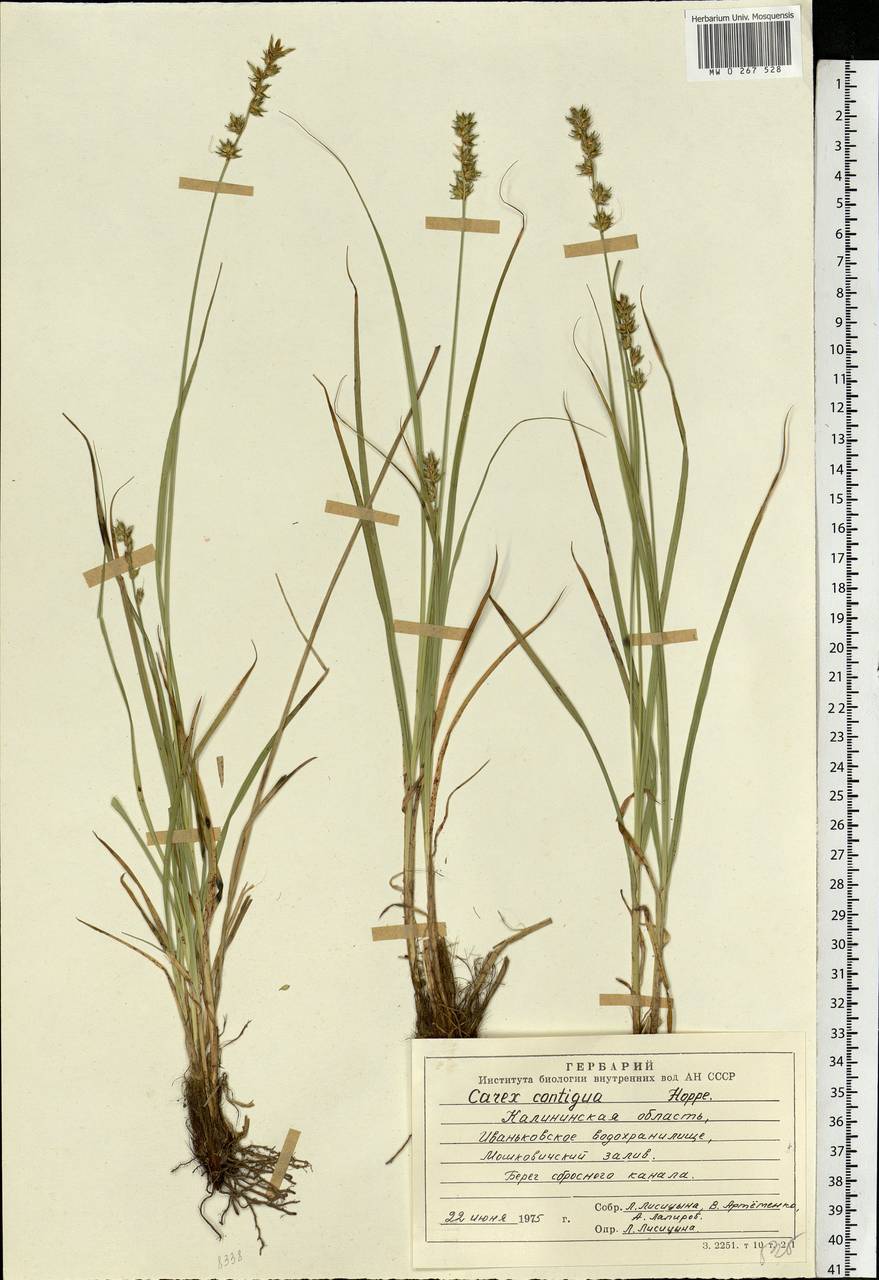 Carex spicata subsp. spicata, Eastern Europe, North-Western region (E2) (Russia)