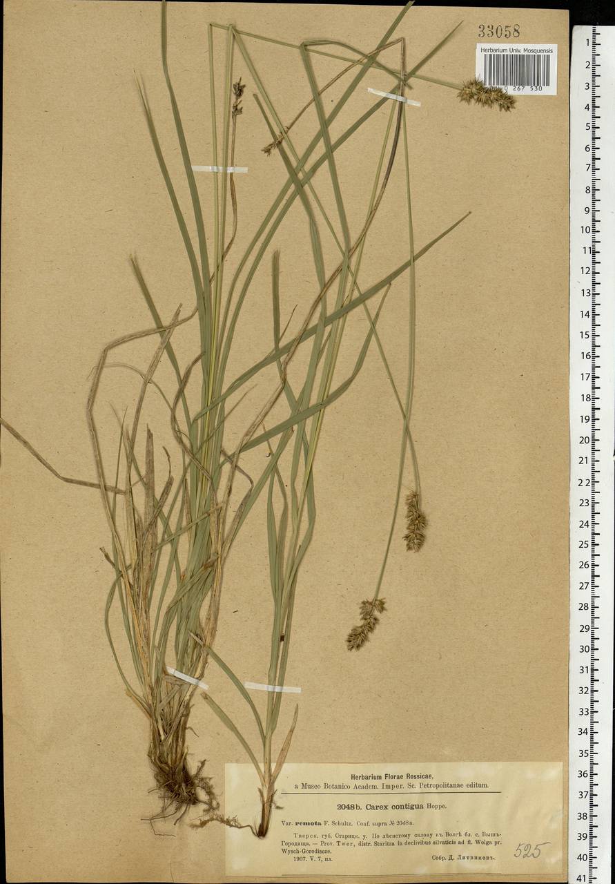 Carex spicata subsp. spicata, Eastern Europe, North-Western region (E2) (Russia)