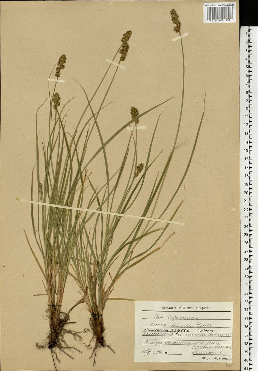 Carex spicata subsp. spicata, Eastern Europe, North-Western region (E2) (Russia)