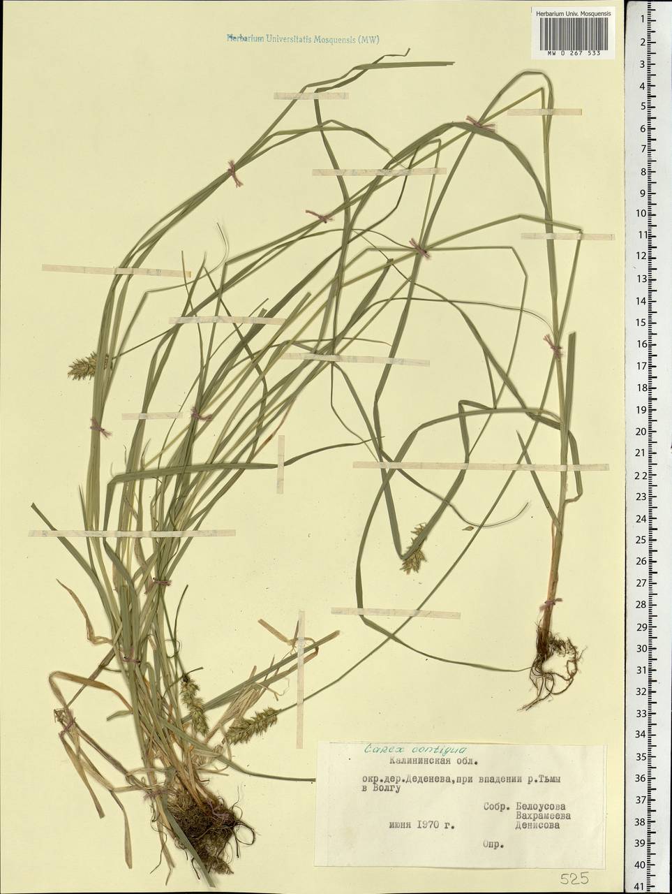 Carex spicata subsp. spicata, Eastern Europe, North-Western region (E2) (Russia)