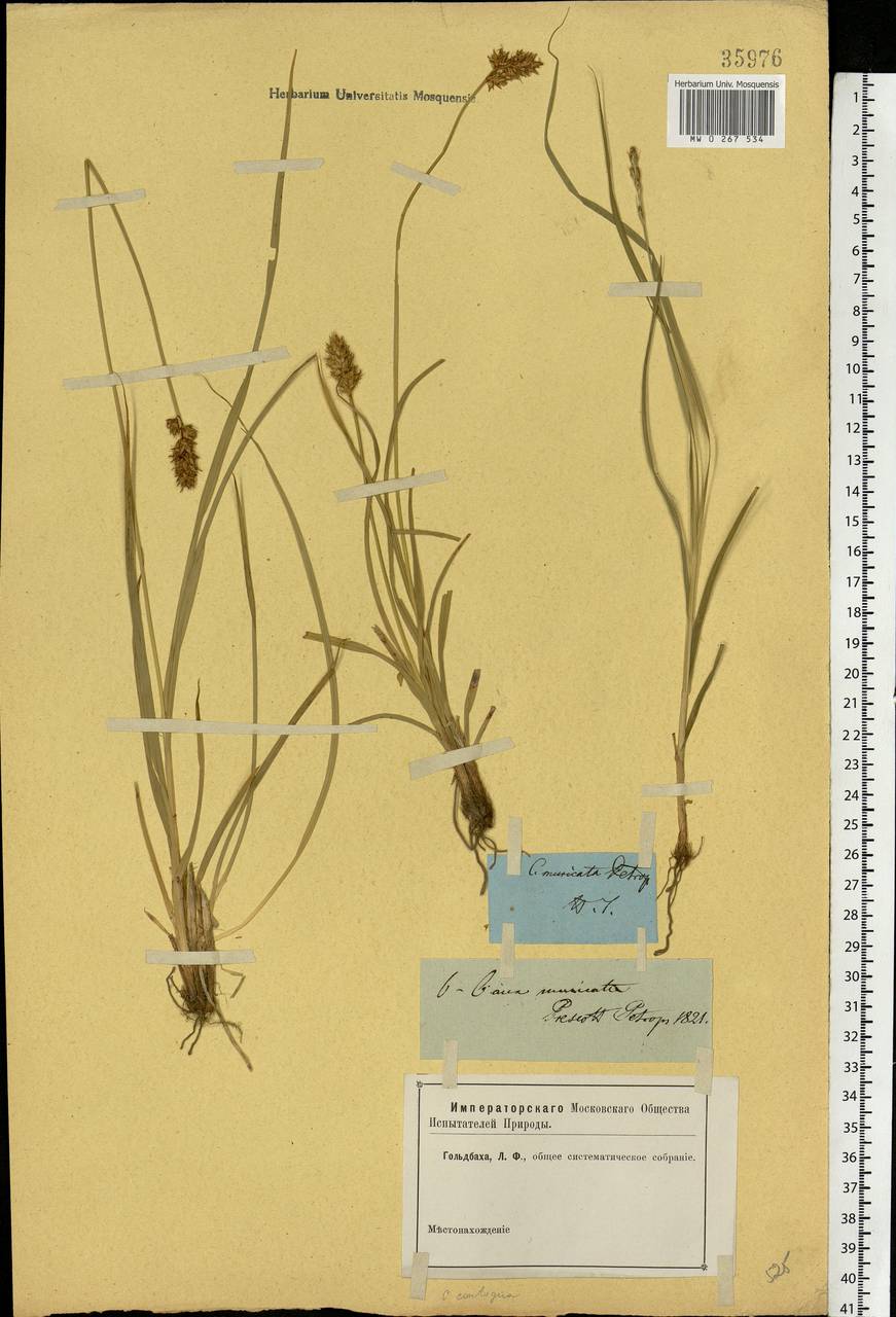 Carex spicata subsp. spicata, Eastern Europe, North-Western region (E2) (Russia)