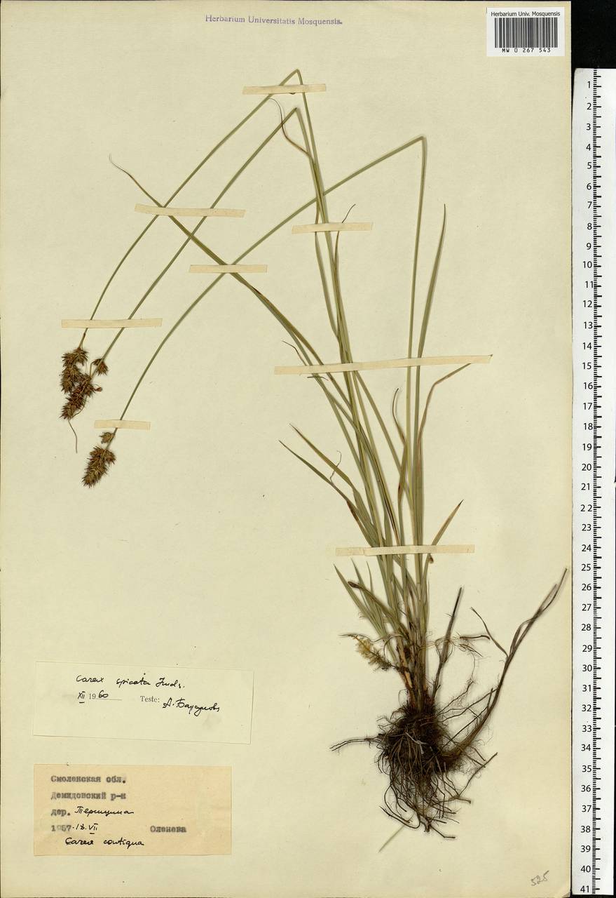 Carex spicata subsp. spicata, Eastern Europe, Western region (E3) (Russia)