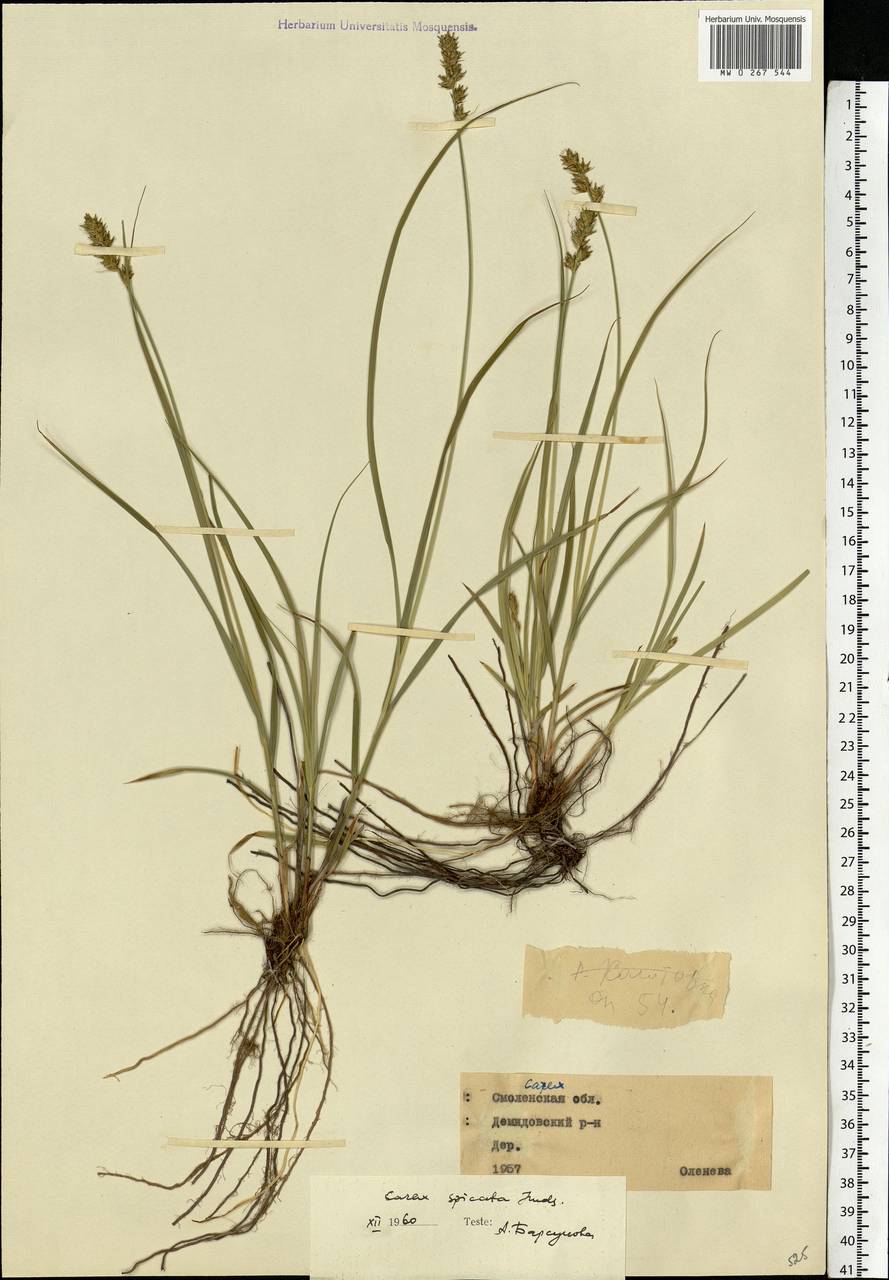 Carex spicata subsp. spicata, Eastern Europe, Western region (E3) (Russia)