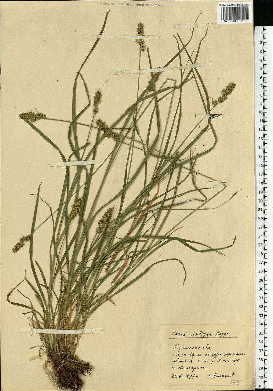 Carex spicata subsp. spicata, Eastern Europe, Western region (E3) (Russia)