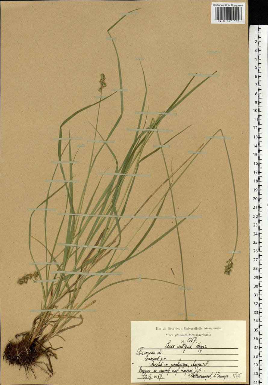 Carex spicata subsp. spicata, Eastern Europe, Central region (E4) (Russia)