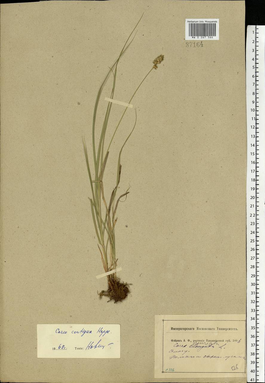 Carex spicata subsp. spicata, Eastern Europe, Central region (E4) (Russia)