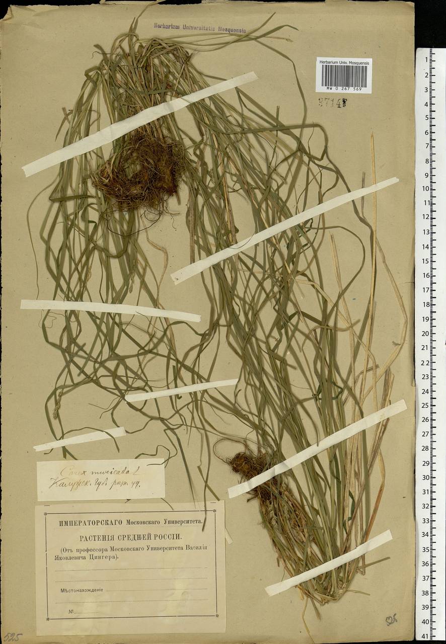 Carex spicata subsp. spicata, Eastern Europe, Central region (E4) (Russia)
