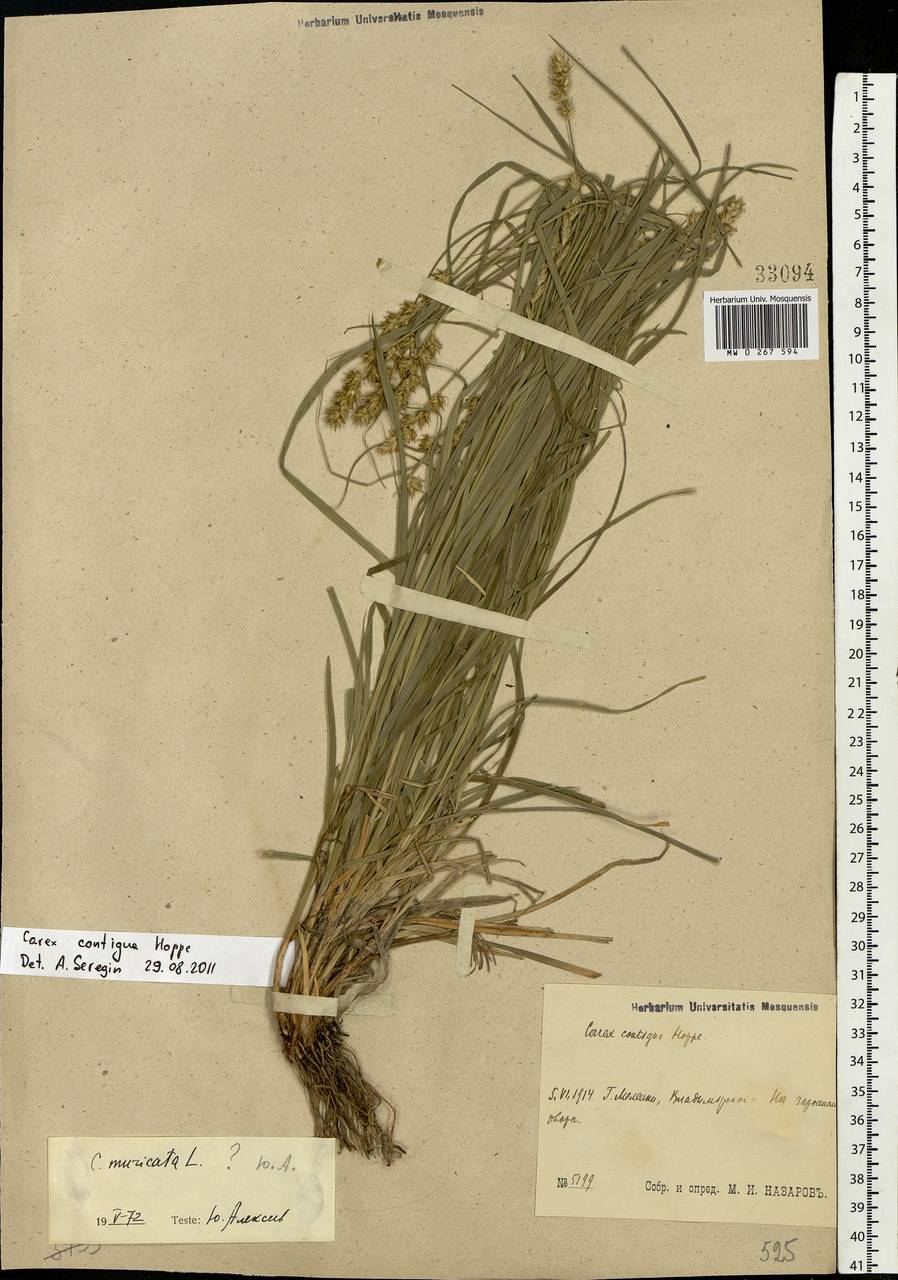 Carex spicata subsp. spicata, Eastern Europe, Central region (E4) (Russia)